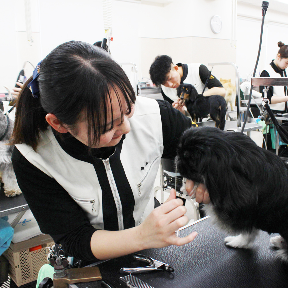 １年生モデル犬と一緒にトリミング実習！